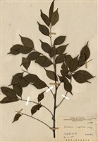 藏品(藤花椒)的圖片